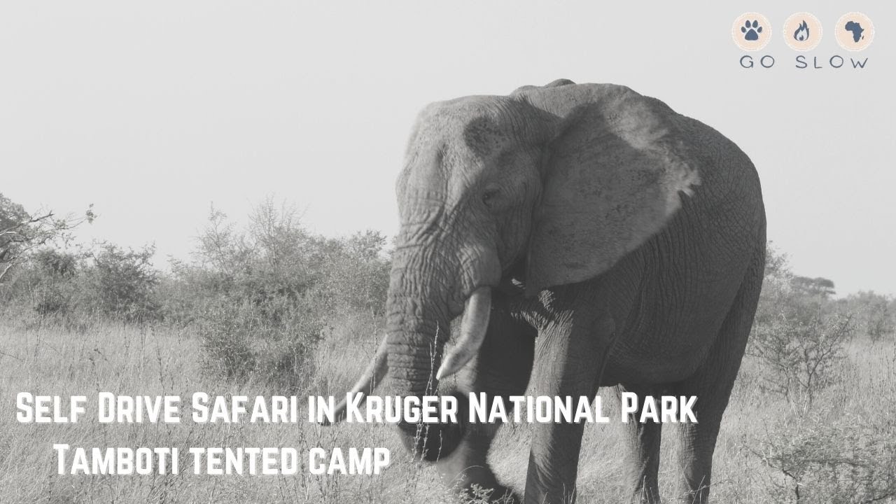 SELF DRIVE SAFARI REVIEW OF TAMBOTI TENTED CAMP IN KRUGER NATIONAL PARK
