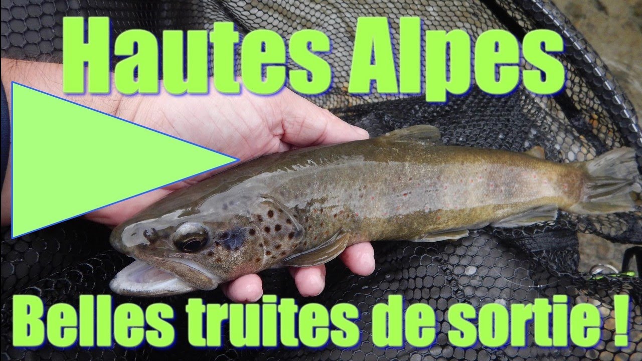Fermeture Hautes Alpes, les belles truites de sortie !
