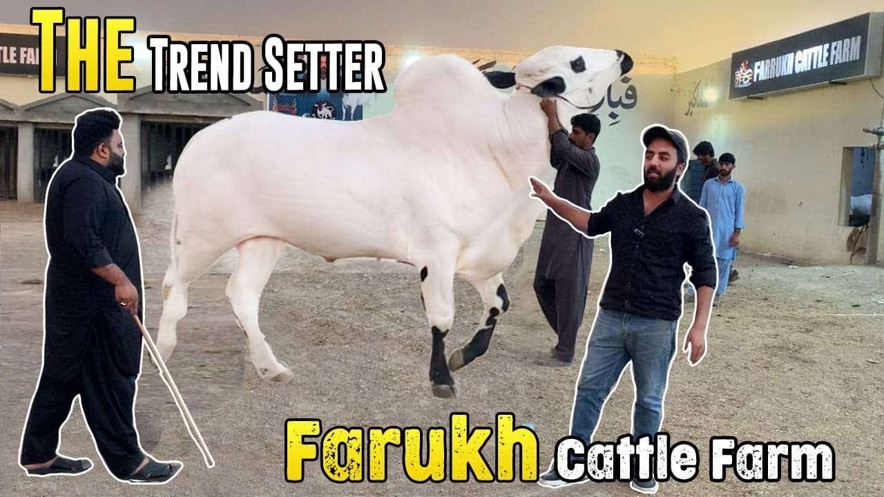 Farrukh Cattle Farm with Outclass Fatehjangi Collection 2025 & 2026 | Eid 2025 | MCF