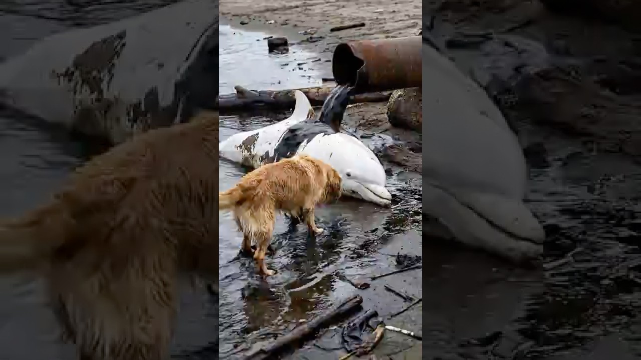 smart retriever golden save white dolphin from oil