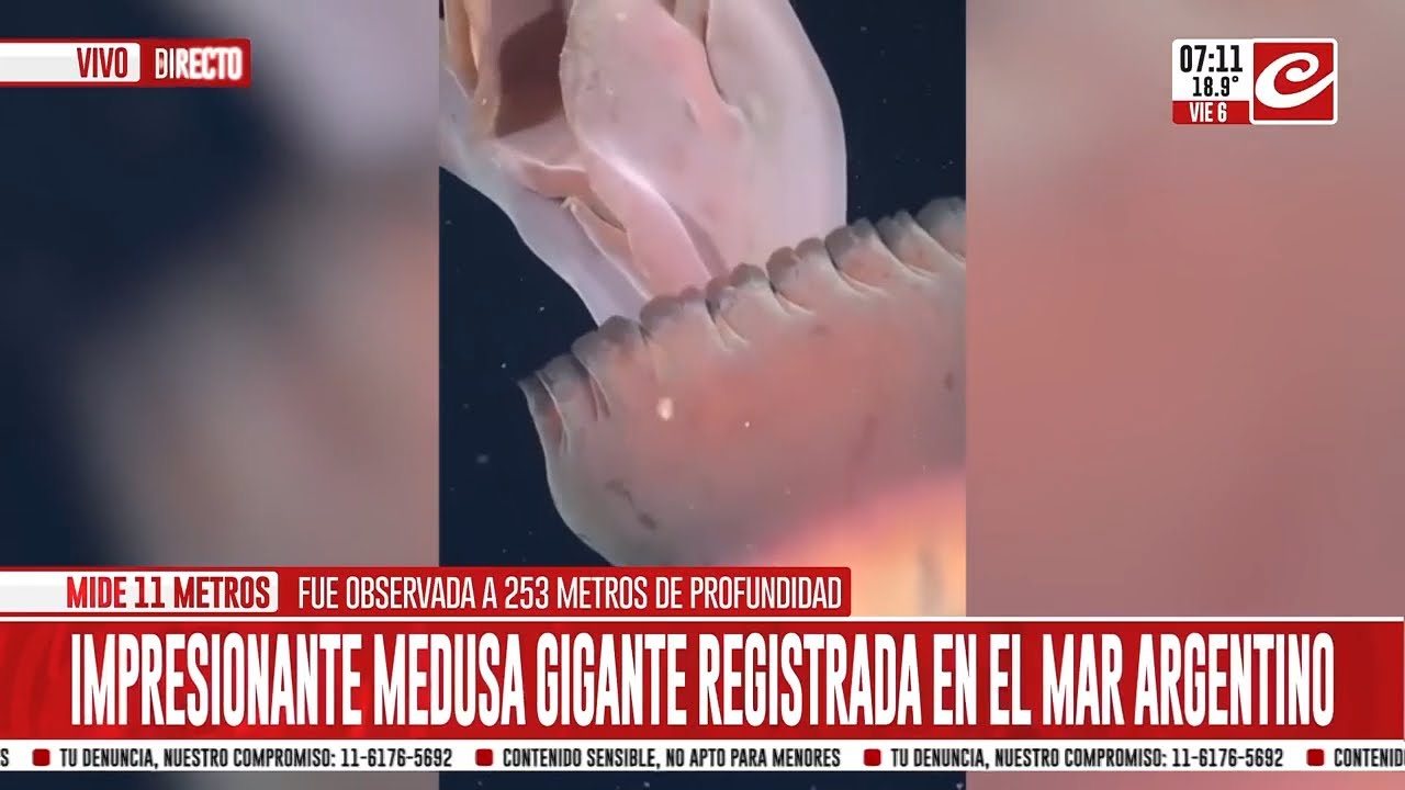El CONICET registró imágenes de medusa gigante en el Mar Argentino