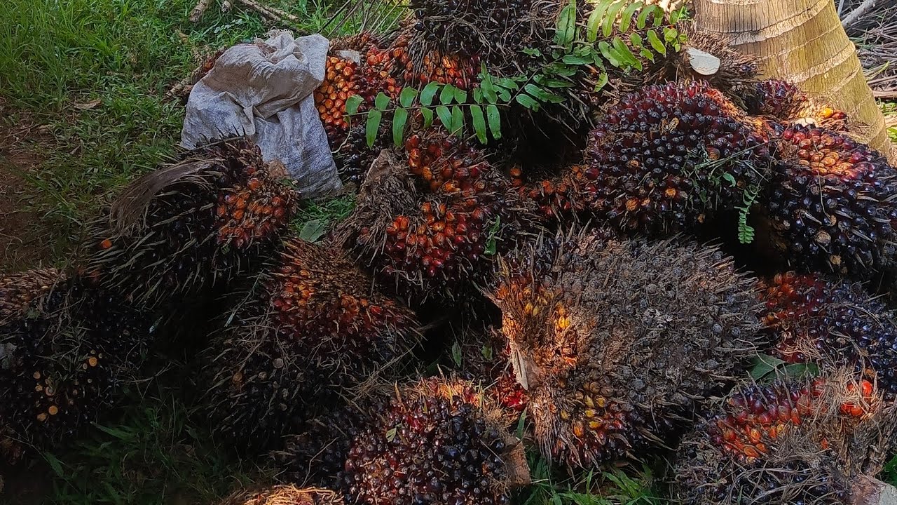 Nunggu langsiran buah sawit