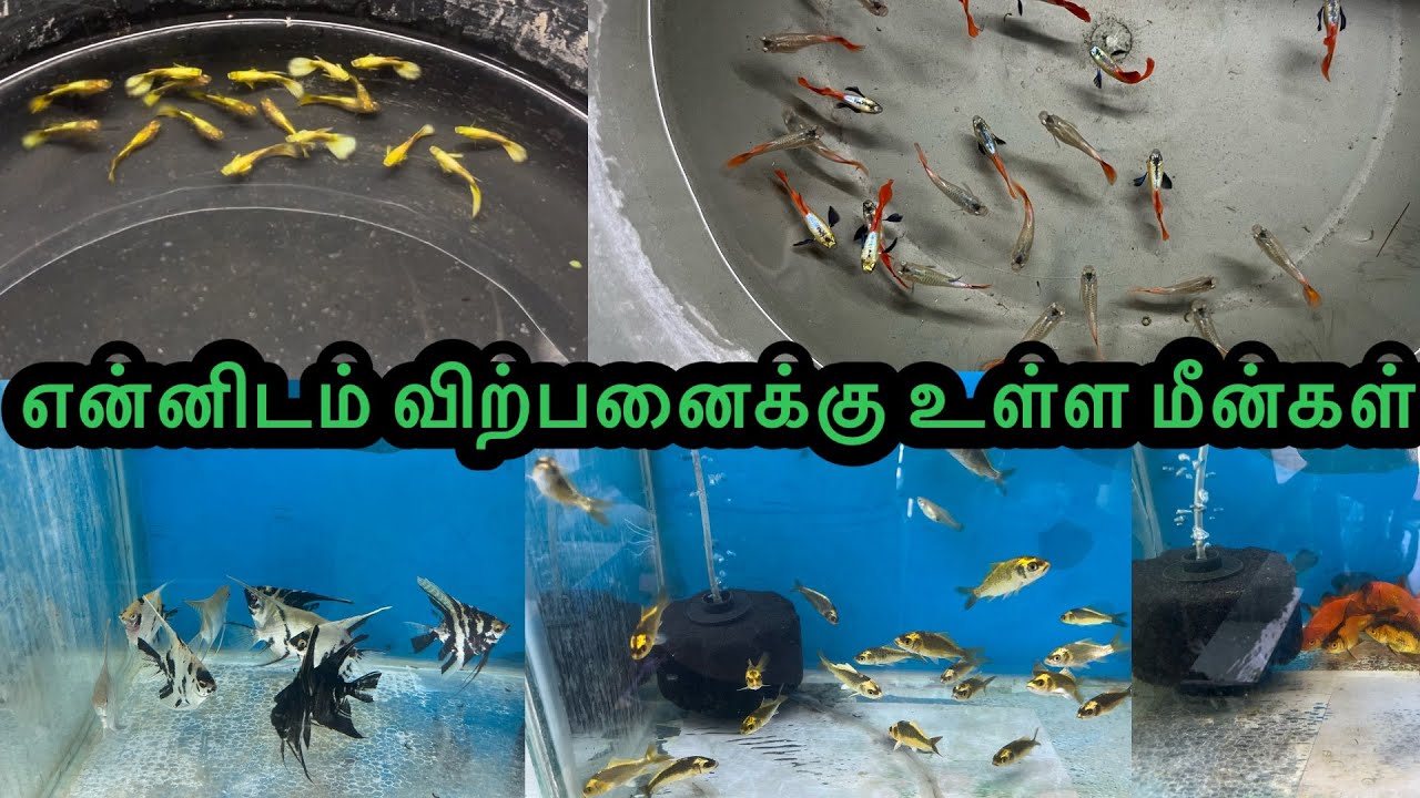 என்னிடம் விற்பனைக்கு உள்ள மீன்கள்|ExoticGuppy|All In Our Fishes|Sales Video|Aquarium#petslovechannel