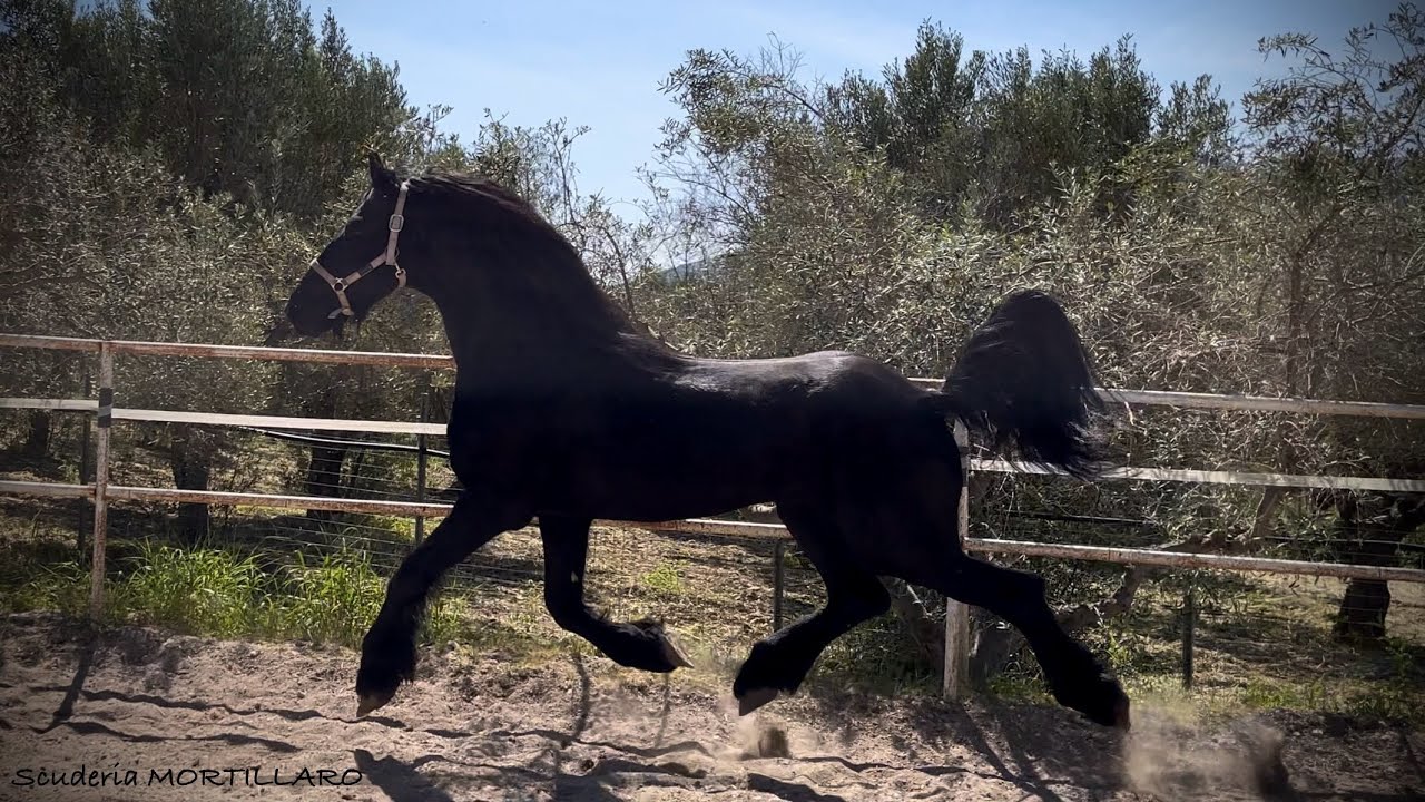 Il movimento del cavallo frisone eleganza elasticità e potenza THIEKE D.