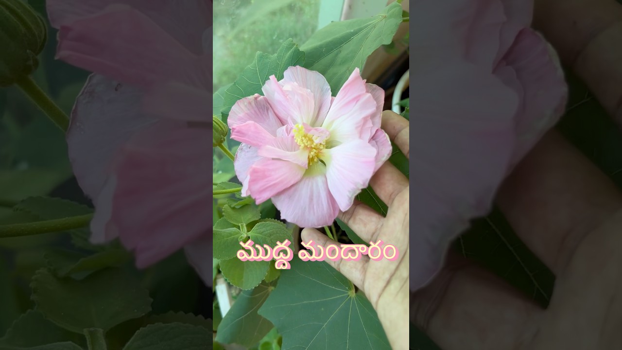ముద్ద మందారం - Lumpy hibiscus from Home Garden 