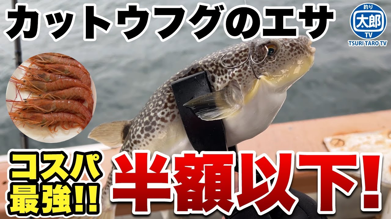 コスパ最強！カットウフグのエサ（赤エビ）を半額以下で調達！ #釣り #初心者 #船釣り #カットウ釣り #アルゼンチン赤エビ #関西 #ショウサイフグ #フグ釣り