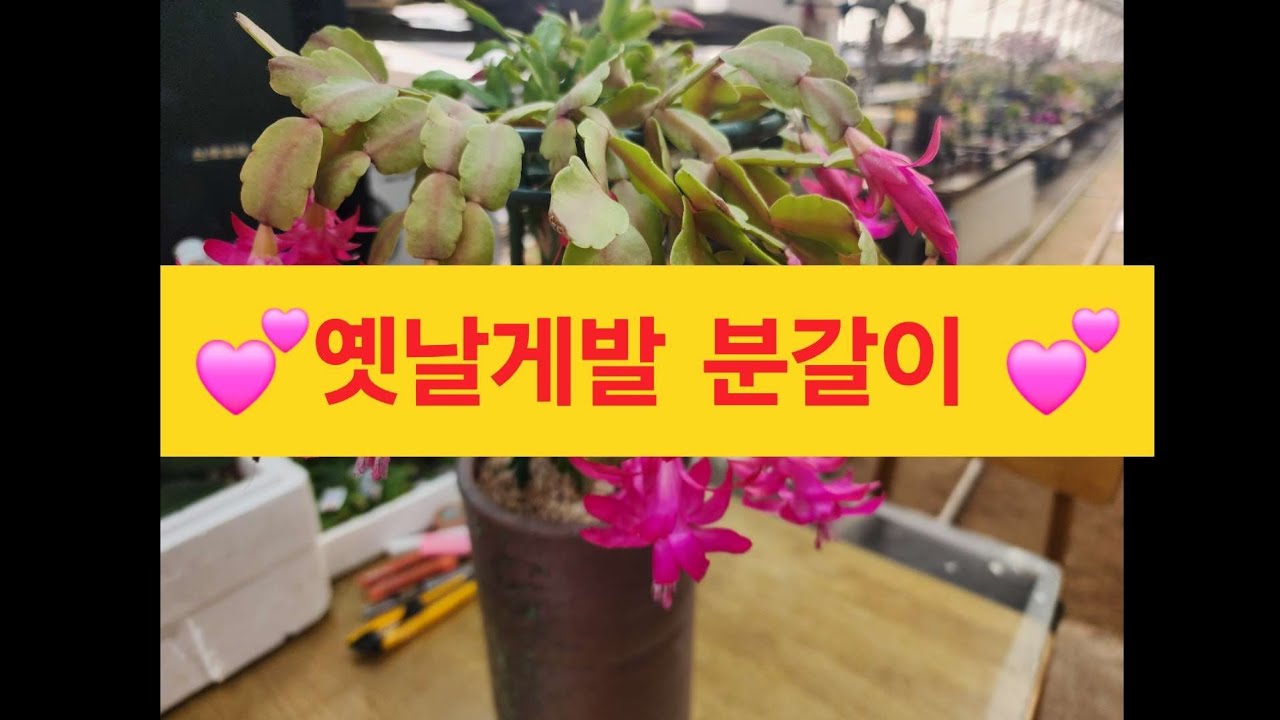 26.1.26#공주농원 #옛날게발#분갈이했어요 