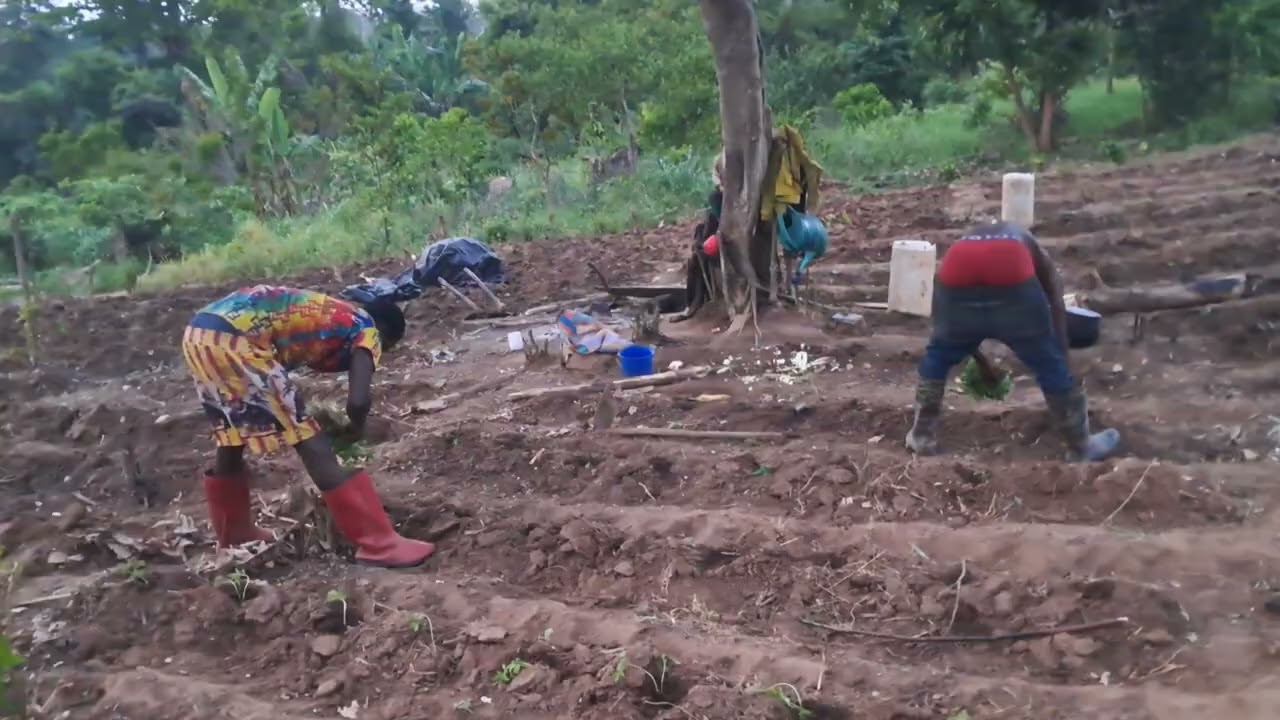 Farming  is punishment in Africa #farming #technology #irrigation #agriculture #highlights 