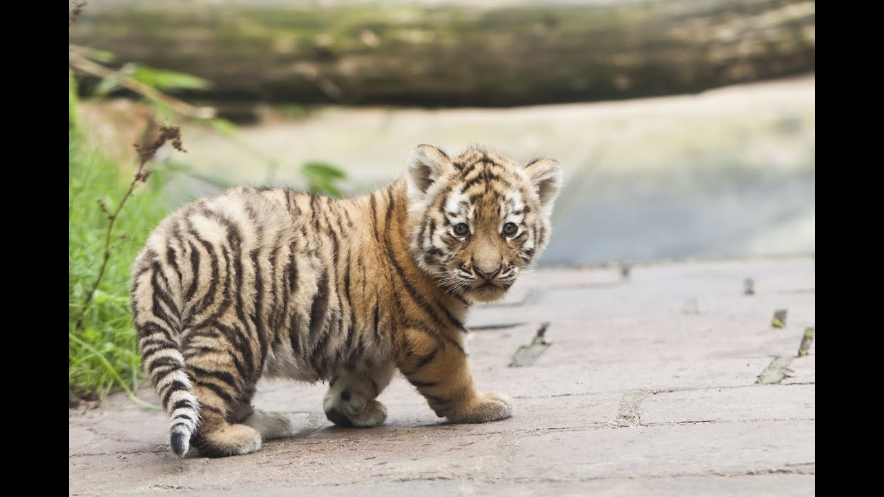 De tijgerwelpjes spelen voor het eerst buiten in DierenPark Amersfoort - Lange versie