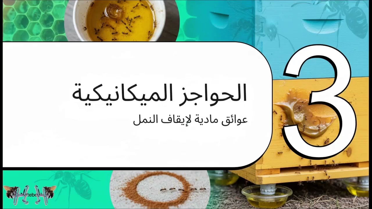 الطرق المختلفة لمكافحة النمل لمنع الضرر على خلايا النحل 🐝🐝🐝