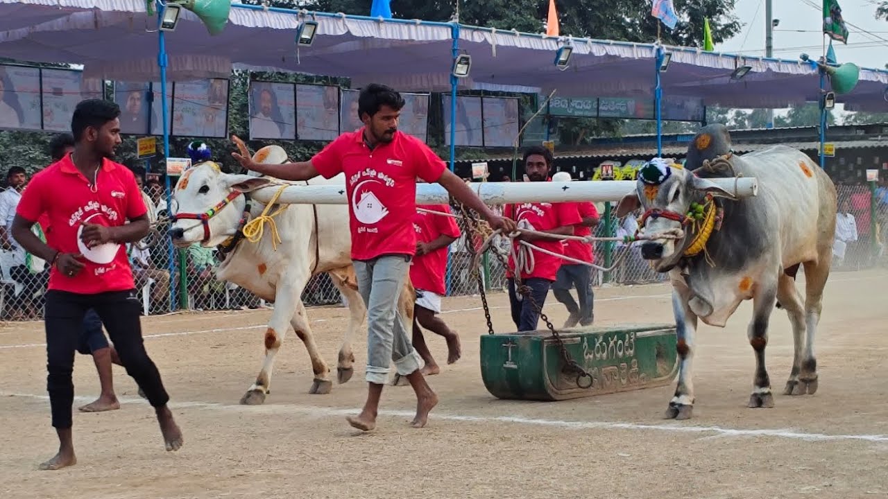 రెంటచింతల గ్రామం రెండు పళ్ళ విభాగం 14వ జత