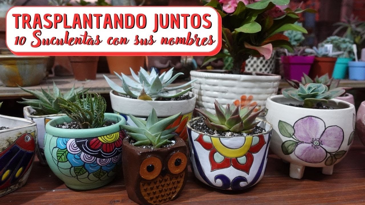 TRASPLANTANDO JUNTOS:  10 Suculentas con sus nombres