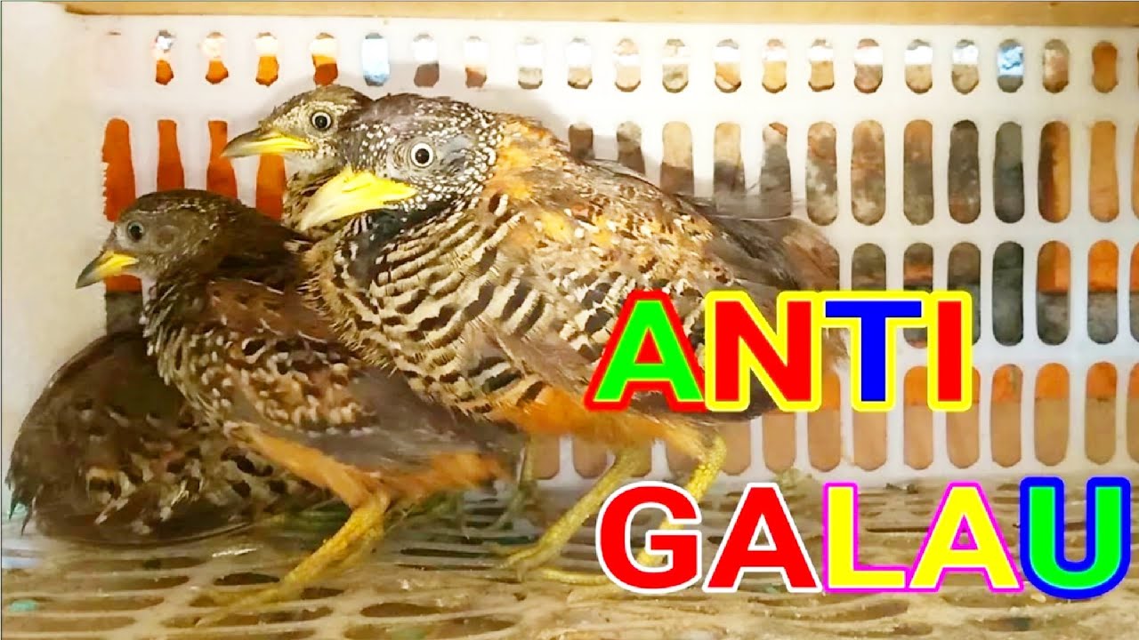 Makanan burung puyuh liar/burung puyuh sawah,burung puyuh ladang
