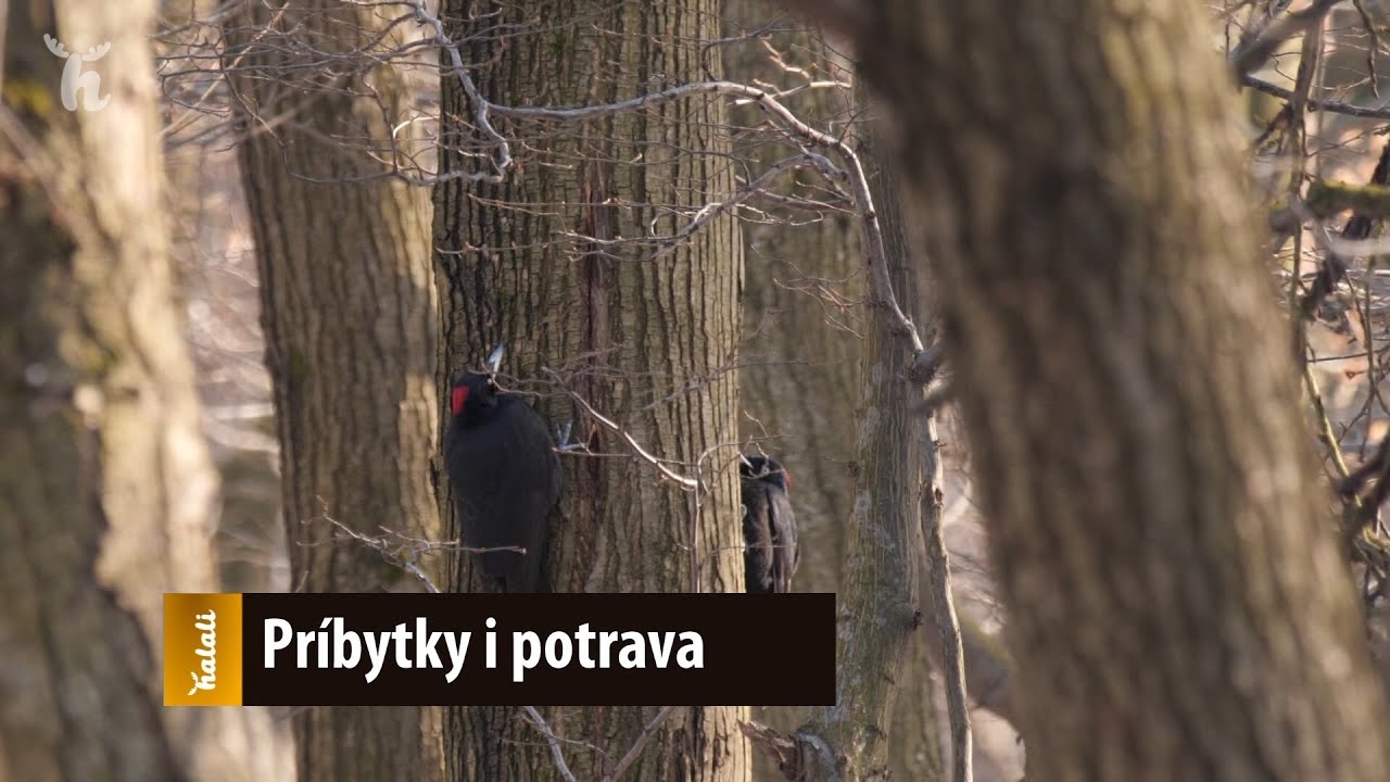 Pr&iacute;bytky i potrava