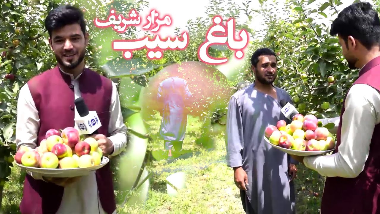 Afghan Garden - Apple Garden in Mazar / باغ سیب در مزارشریف