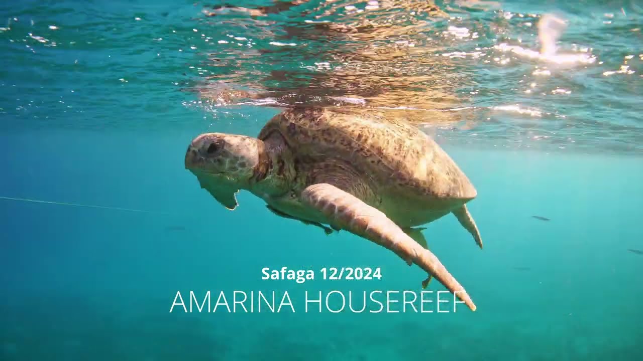 Turtles at sunset - Safaga Amarina Housereef
