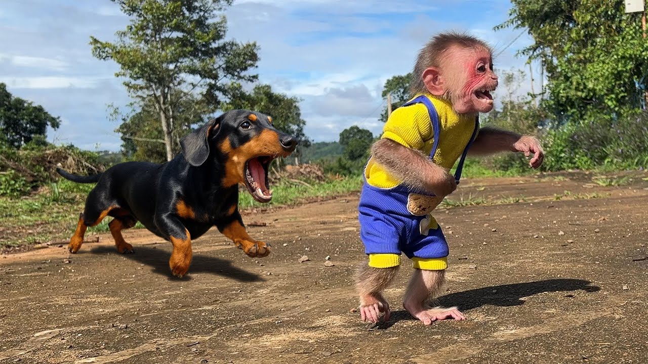 Monkey Moon was hunted by a puppy and disappeared without a trace