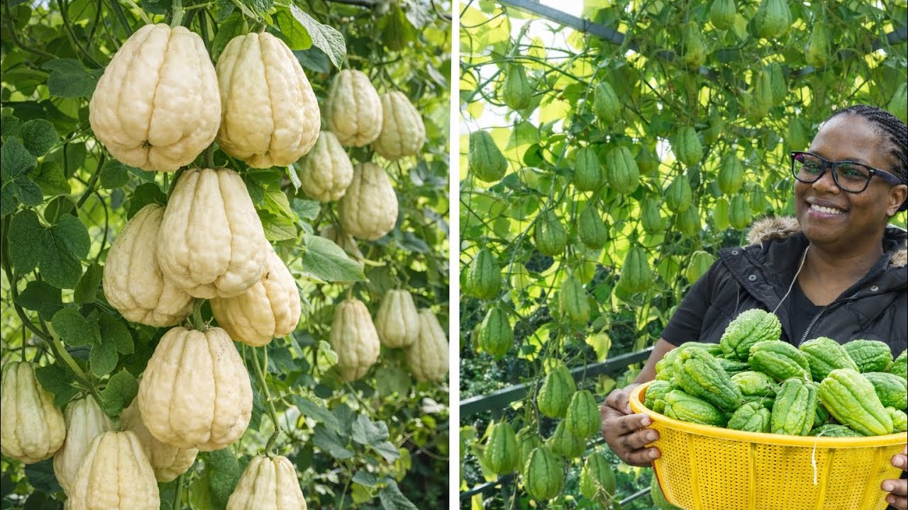 Top Tips to Grow Healthy Chayote Vines at Home