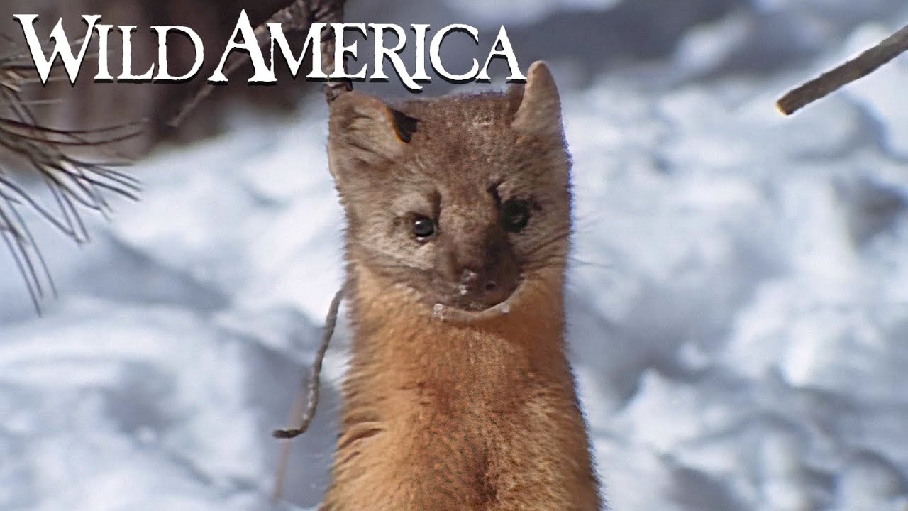 Wild America | S4 E10 Weasels Sleek & Savage Part 2 | Full Episode HD