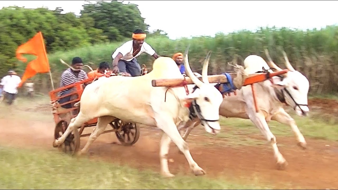 White khillari bulls jabardasth running show at Vaghwade