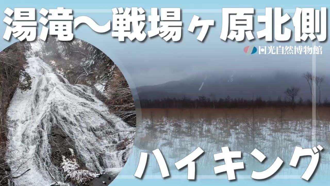 湯滝～戦場ヶ原北側ハイキング＜2025年12月24日＞【奥日光自然情報】
