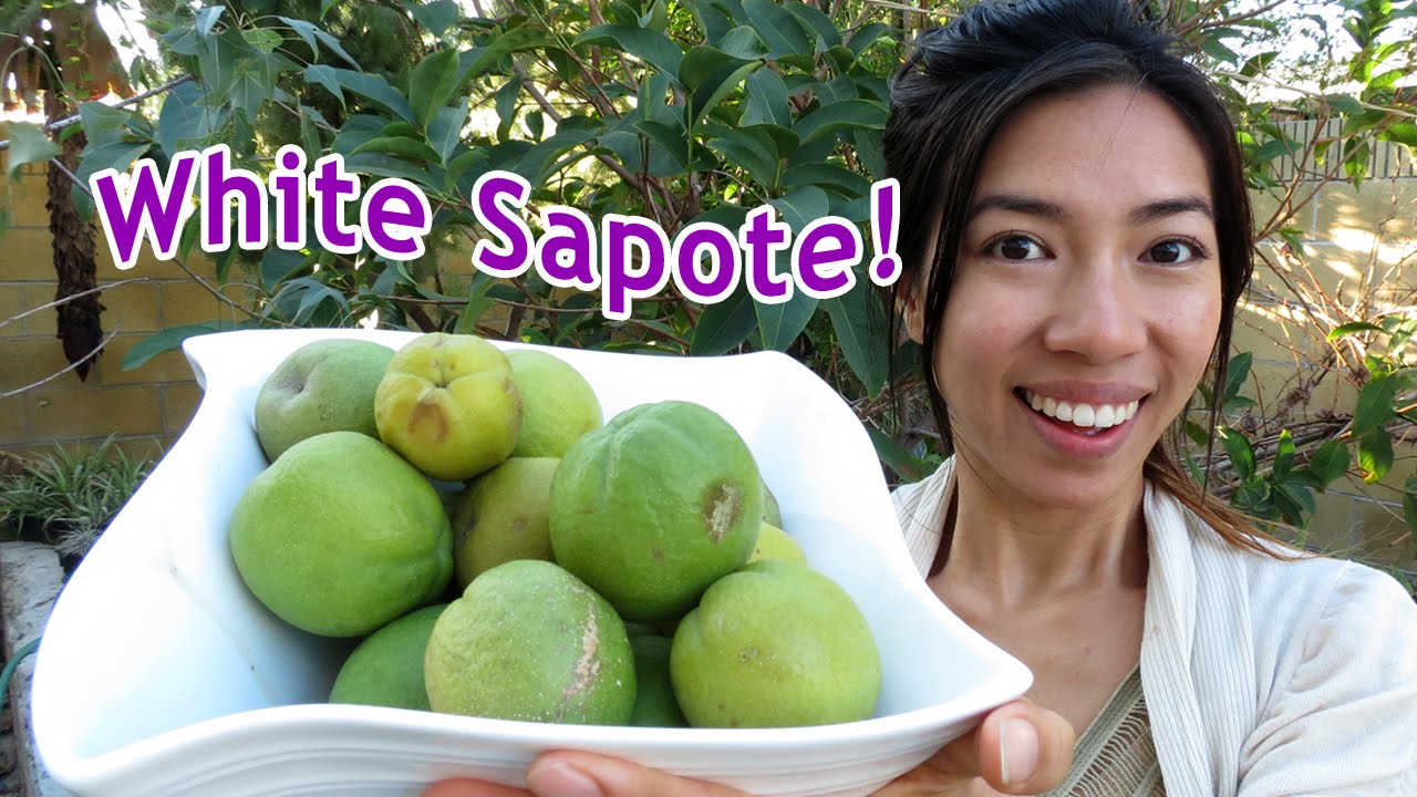 Eating Exotic White Sapote!