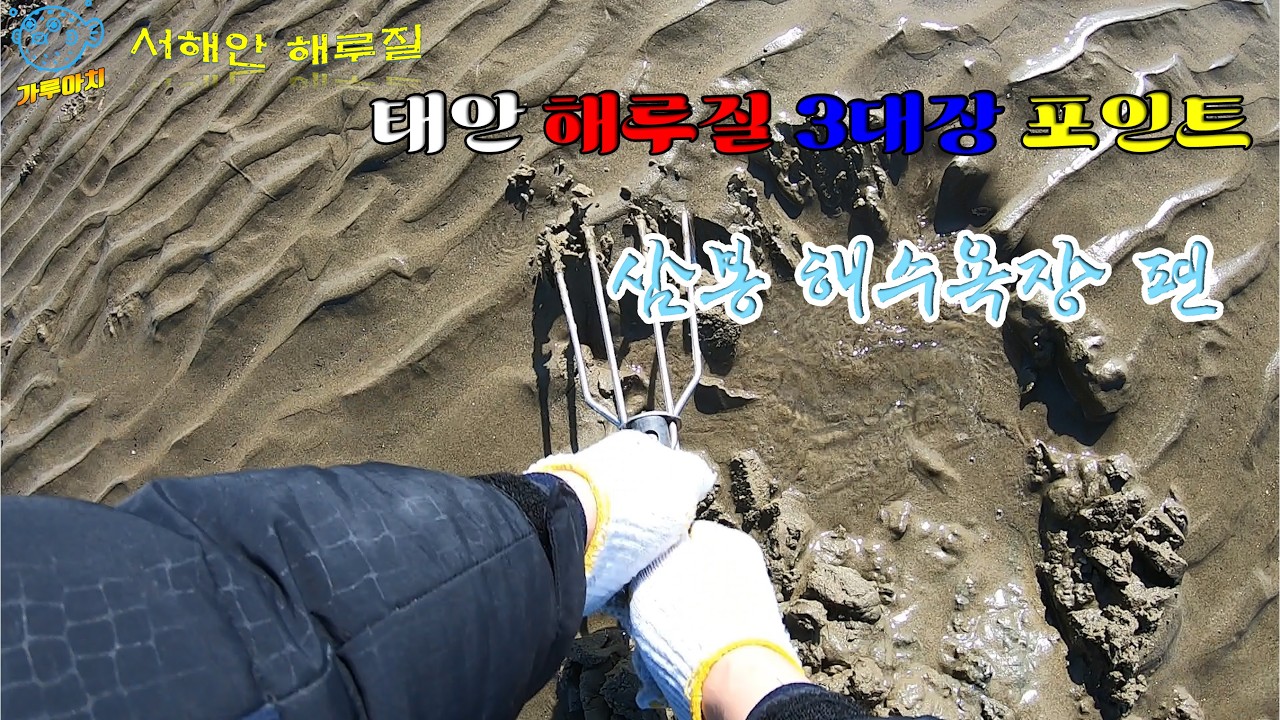 [태안]해루질 3대장 포인트 다녀왔습니다.
