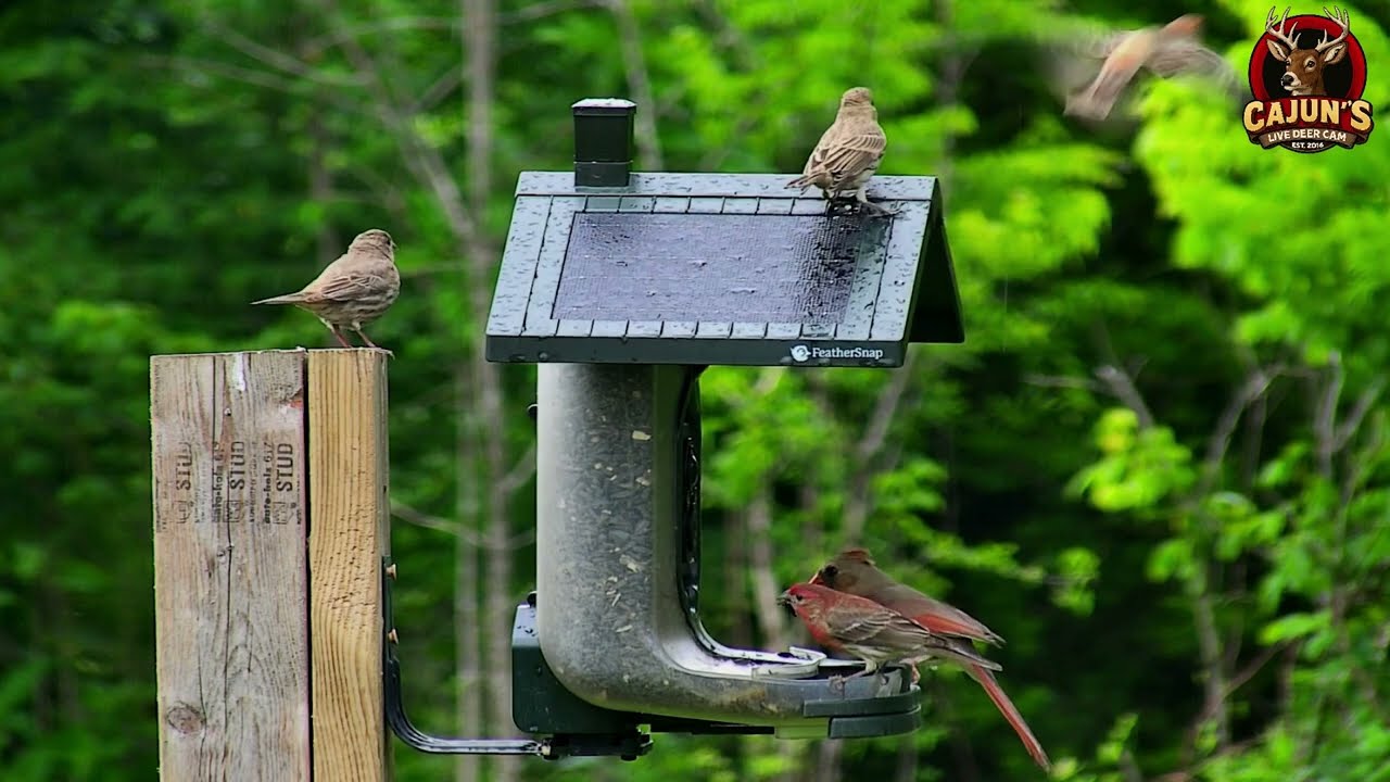 Feathersnap Bird Feeder May 2025 Visits on Cajun's Live Deer Cam
