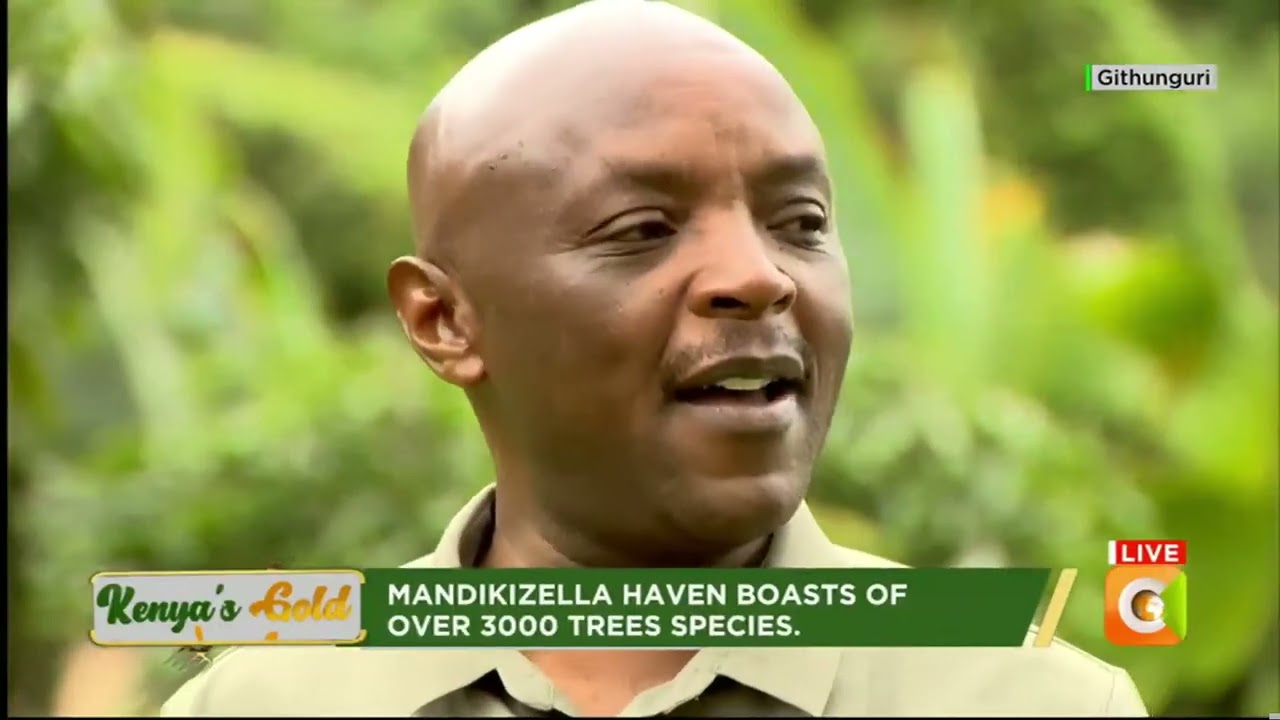 Kenya's Gold | Trees for Conservation - Gold Feature