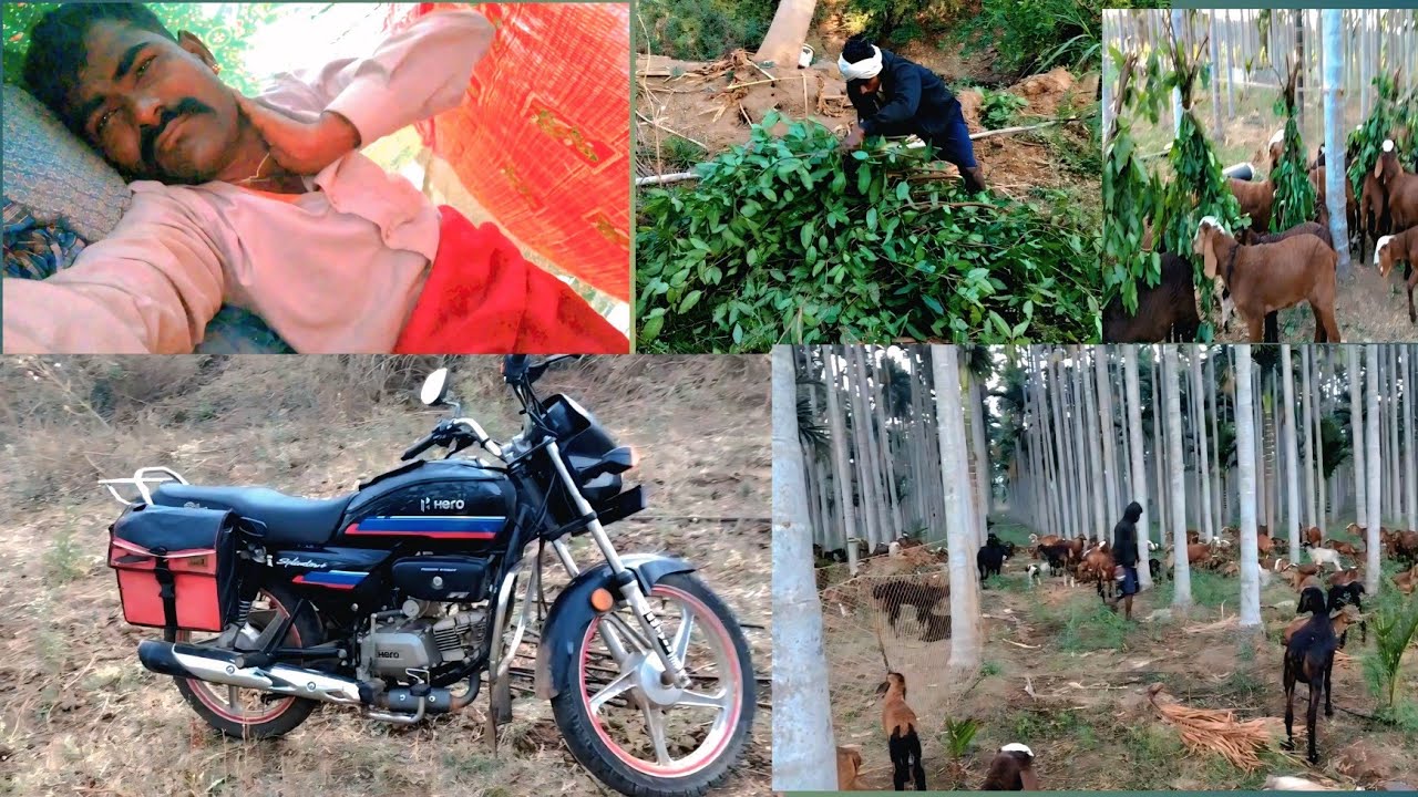 ಮುಂಜಾನೆ ಮರಿ ತಪಾಲ ತರುವ ಚಿಂತಿ ಇವತ್ತಿನ ವಿಡಿಯೋ Pira bilikuri video edit 