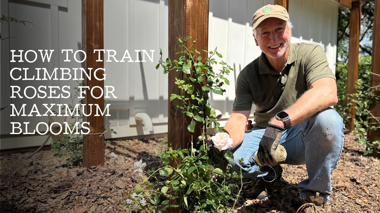 Climbing Roses Update: How I&rsquo;m Training My Roses on an Arbor for More Blooms