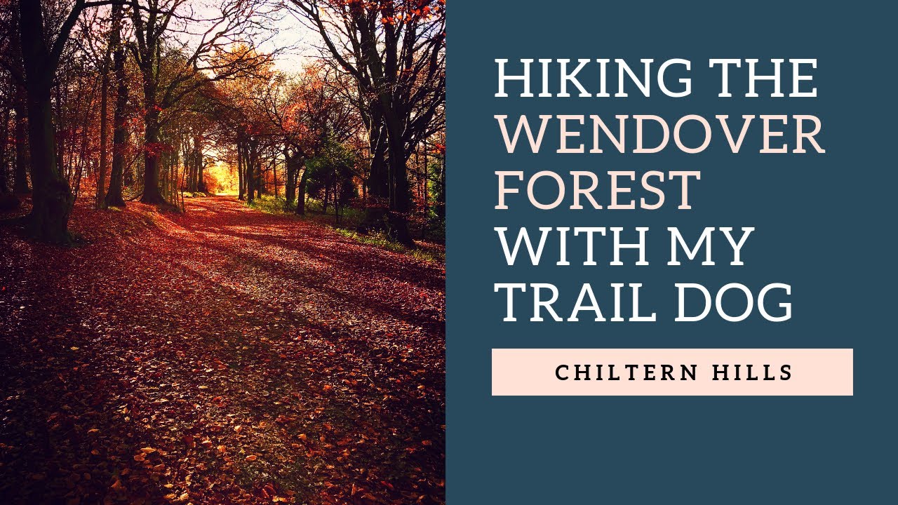 Hiking The INCREDIBLE WENDOVER FOREST TRAIL With My Trail Dog (Chilterns, England)