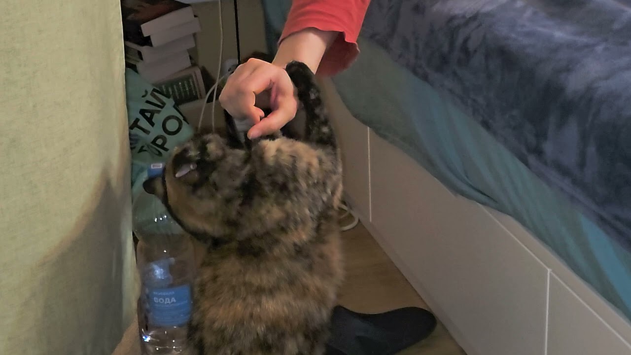 Играем с кошкой 🐈 