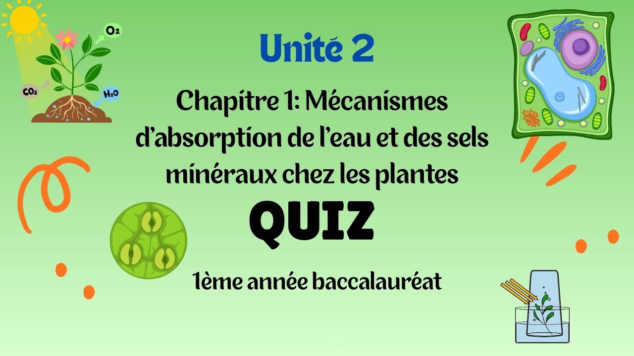 QCM corrigés : Mécanismes d’absorption de l’eau et des sels minéraux – 1ère Bac