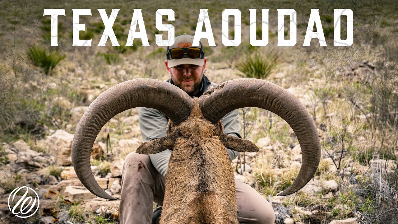 DOUBLE UP on Barbary Sheep - Hunting BIG Aoudad in the Mountains of West Texas