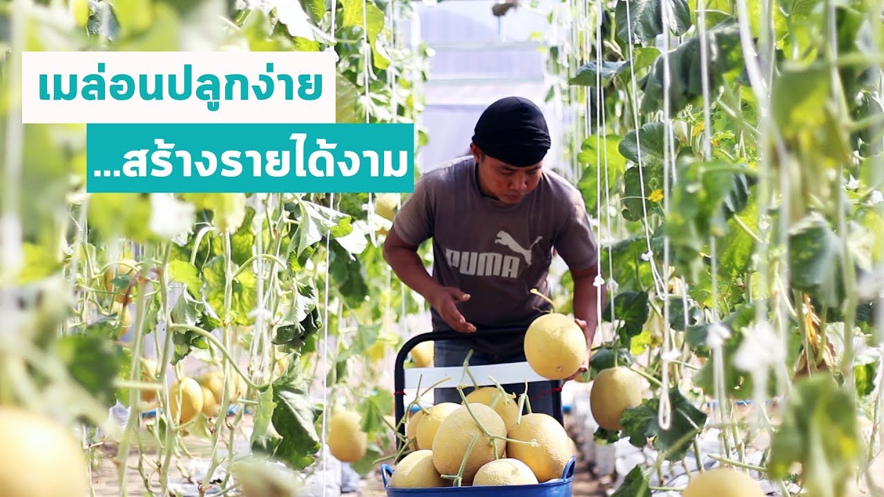 เมล่อนปลูกง่าย สร้างรายได้งาม