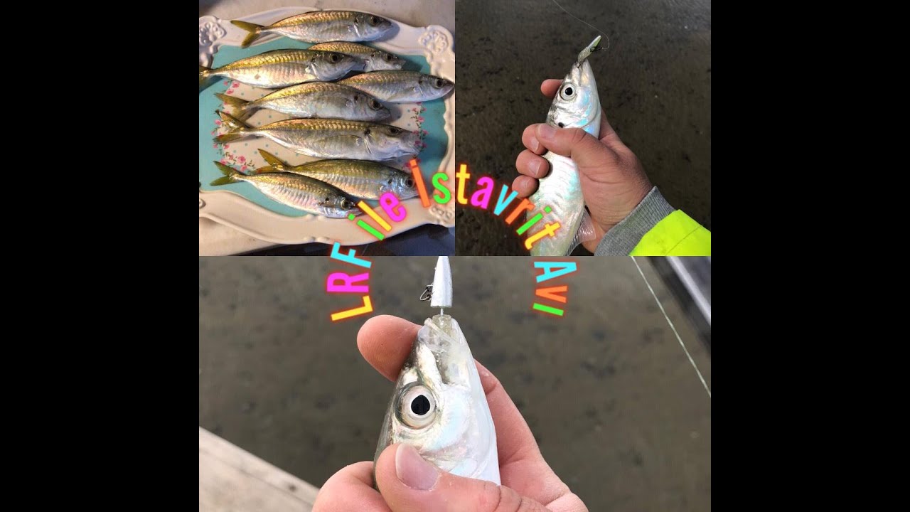 LRF ile İstavrit Avı/ Horse mackerel Fishing