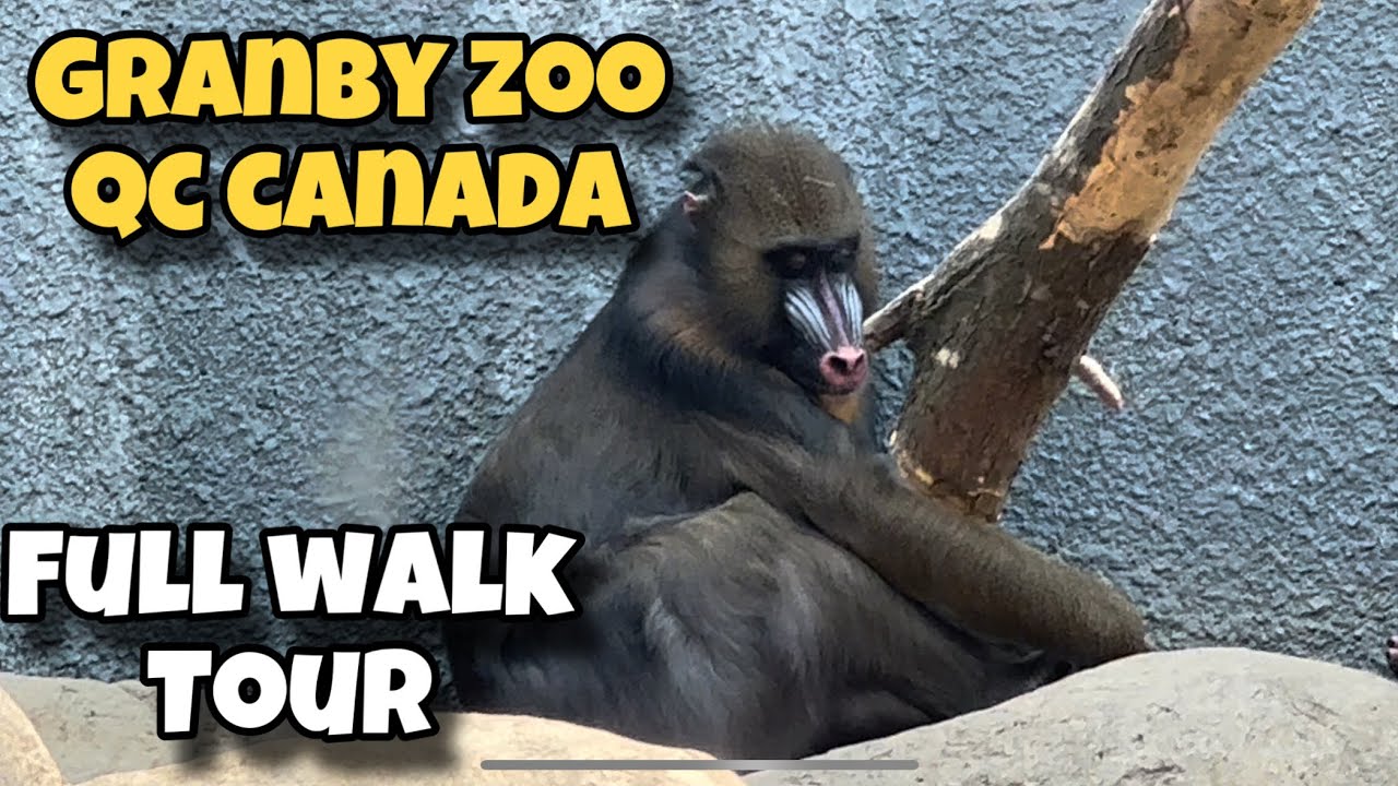 (4k) 🇨🇦 Granby Zoo | Walkthrough Tour All Animals Canada, Quebec