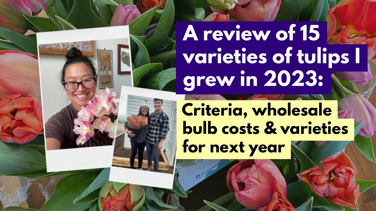 Review of 15 tulip varieties I grew in 2023: Criteria, wholesale bulb costs & varieties for next yr