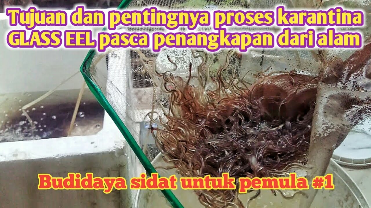 Cara mudah Budidaya ikan sidat GLASS EEL tahap 1 : PROSES KARANTINA
