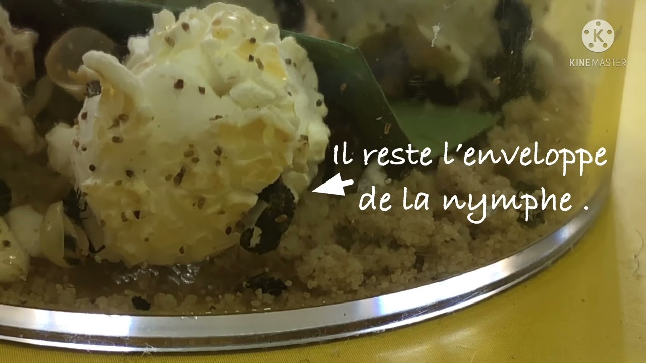 De la nymphe à la coccinelle !