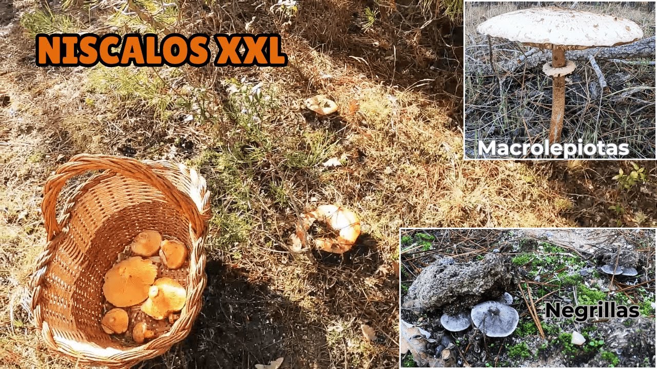 &iexcl;Incre&iacute;ble hallazgo! N&iacute;scalos XXL, Negrillas y Macrolepiotas GIGANTES en el bosque 🍄😱