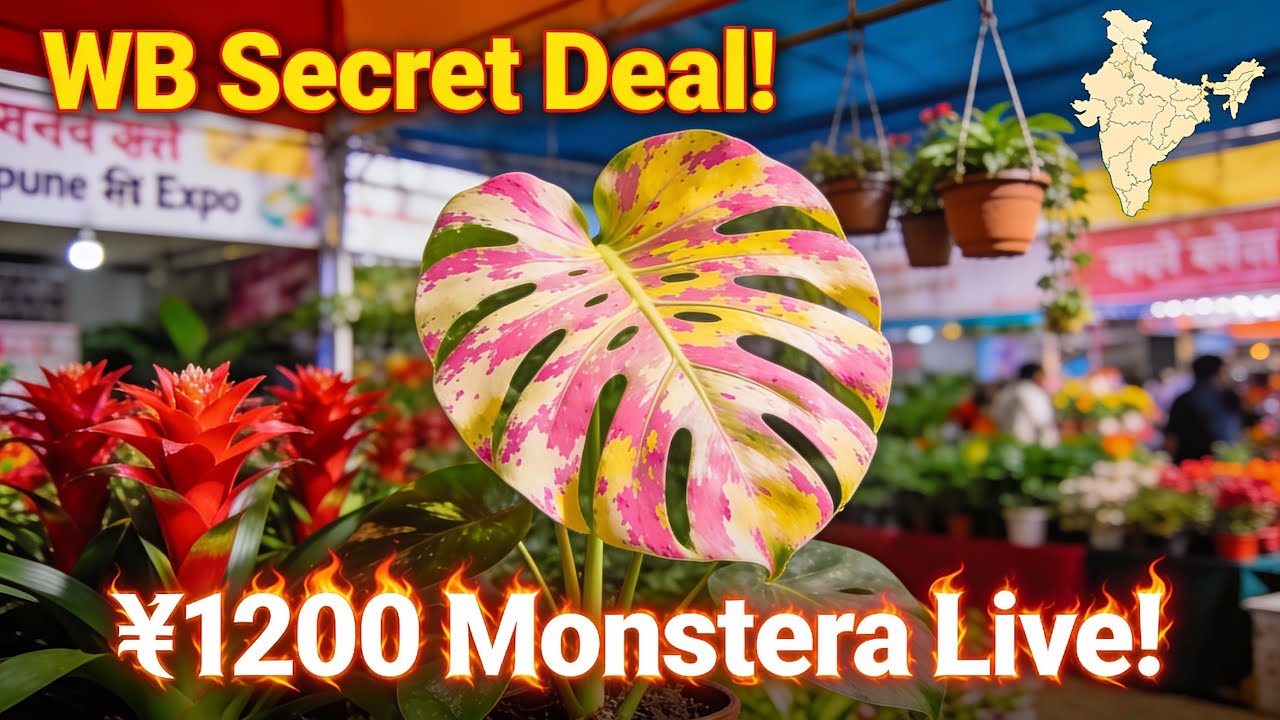 The World's Rarest Plants (And Where to Find Them)