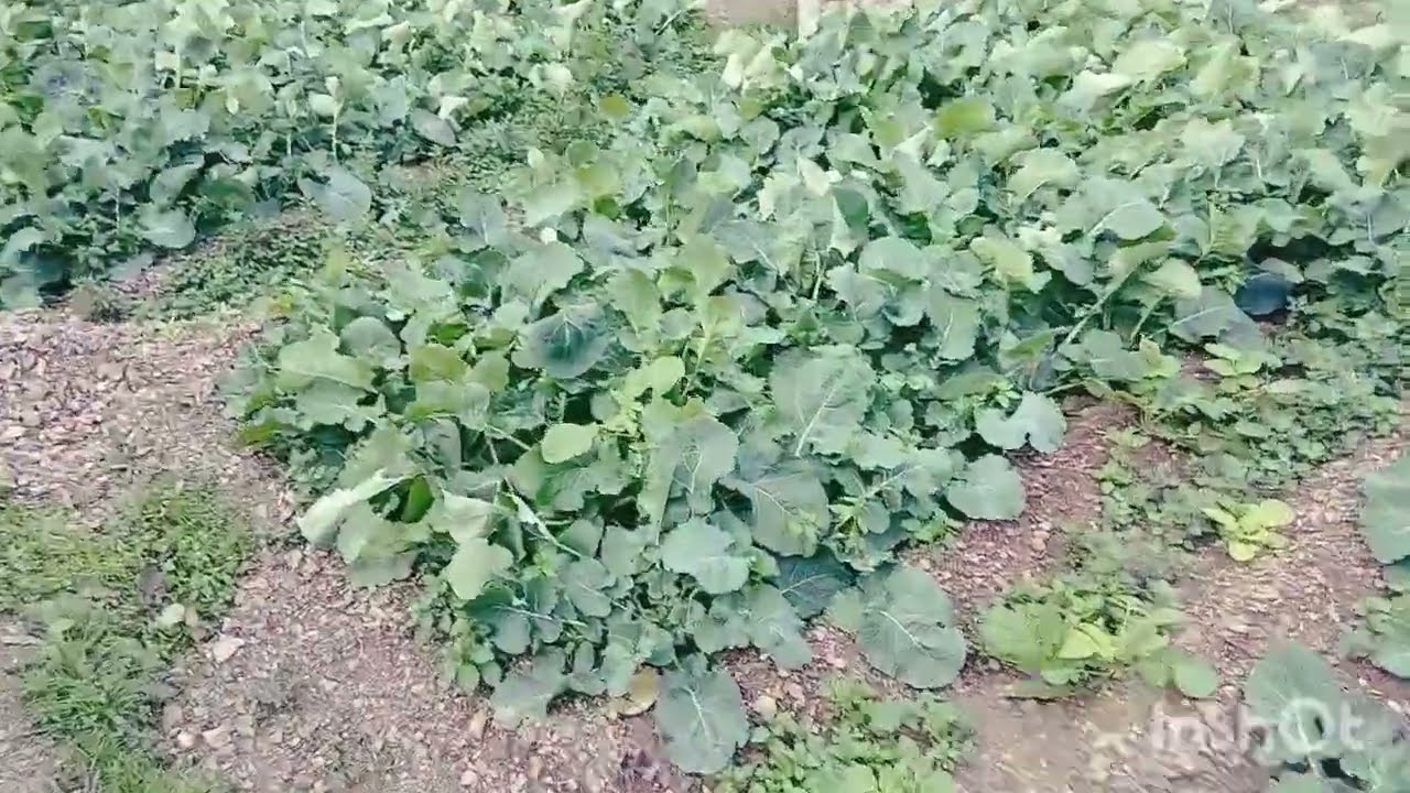 الان عوده حمولات واد غيس إقليم الحسينيه28/1/2026