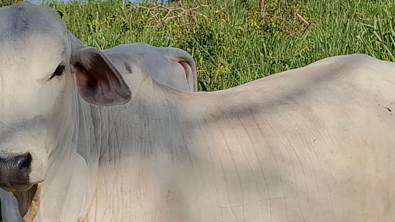 Começou encher o baixão/ lote bezerros juntos. 