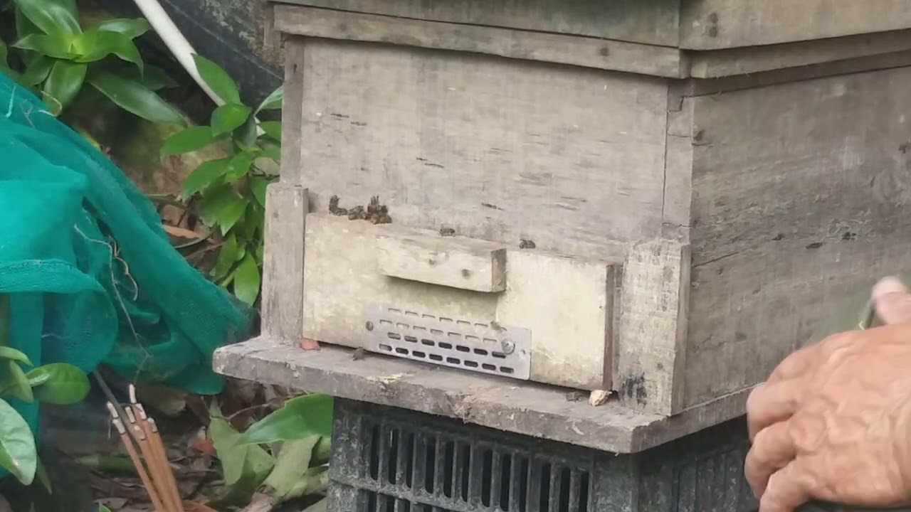 Ổn định đàn ong tách đàn vào thùng rất đơn giản