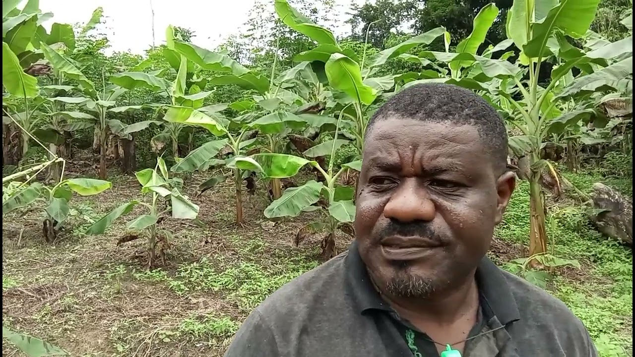 La visite de la plantation