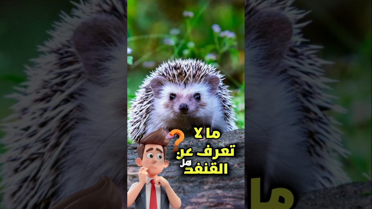 القنفذ الصغير المليء بالأسرار | حيوان لطيف بدفاعات خارقة 🦔✨