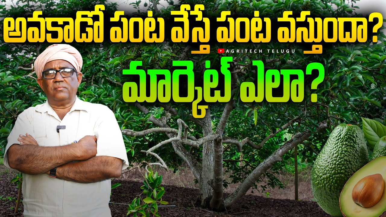 Avocado Farming Reality | నష్టాలు ఎక్కువా? లాభాలు ఎక్కువా? | AgriTech Telugu