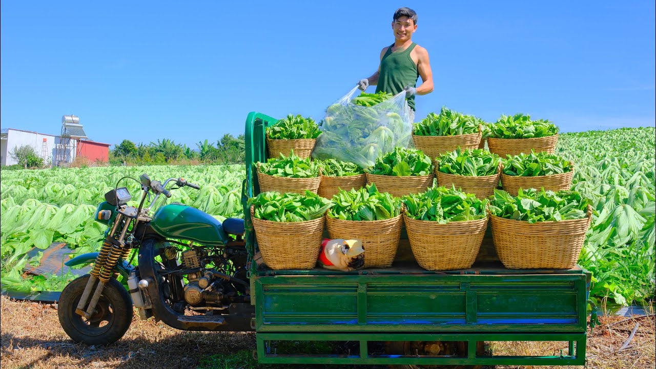 Harvest A Three-Wheeler Cart Of Mustard Greens Go To Market Sell,Clear More Land To Plant Vegetables
